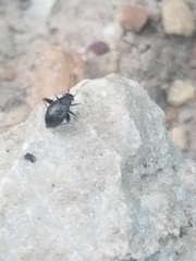 Microtechnites bractatus