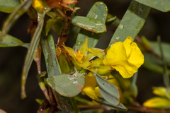 Hibbertia subvaginata