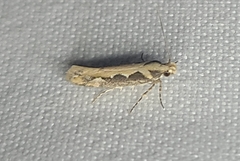 Ornativalva erubescens