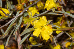 Hibbertia subvaginata