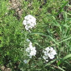 Dimorphocarpa candicans