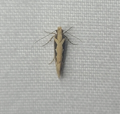 Ornativalva erubescens