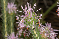 Isopogon adenanthoides