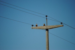 Falco femoralis