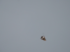 Tachycineta leucopyga