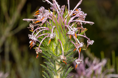 Isopogon adenanthoides