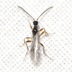 Exallonyx