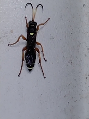 Ichneumon ambulatorius