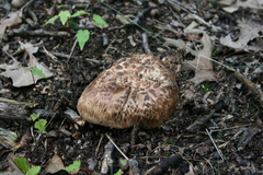 Tricholoma caligatum