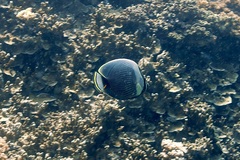 Chaetodon reticulatus