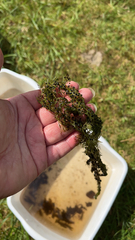 Utricularia macrorhiza