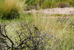 Embernagra platensis