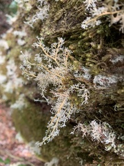 Sphaerophorus tuckermanii