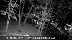 Odocoileus virginianus