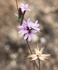 Lessingia hololeuca