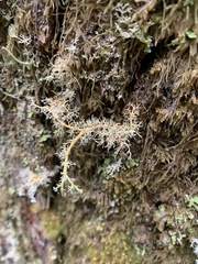 Sphaerophorus tuckermanii