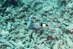 Parupeneus multifasciatus