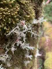 Sphaerophorus tuckermanii