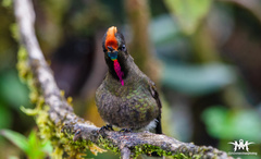 Chalcostigma herrani