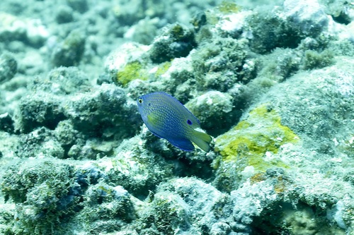 Pomacentrus vaiuli observed 2022-09-21