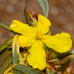 Hibbertia subvaginata
