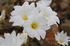 Nolana baccata