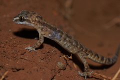 Cyrtodactylus marmoratus