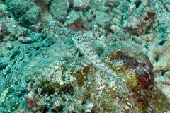 Parapercis clathrata