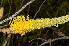 Grevillea eriostachya