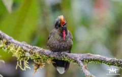 Chalcostigma herrani