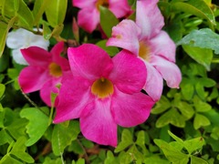 Mandevilla sanderi
