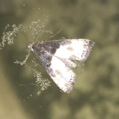 Notocelia cynosbatella