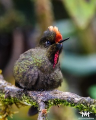 Chalcostigma herrani