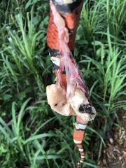 Lampropeltis abnorma