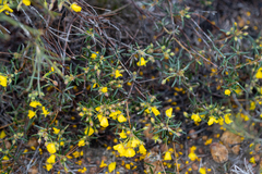 Hibbertia fasciculiflora