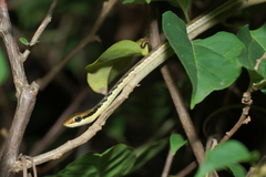 Dendrelaphis pictus