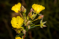 Hibbertia fasciculiflora