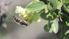 Austroscaeva melanostoma