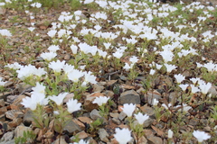 Nolana baccata