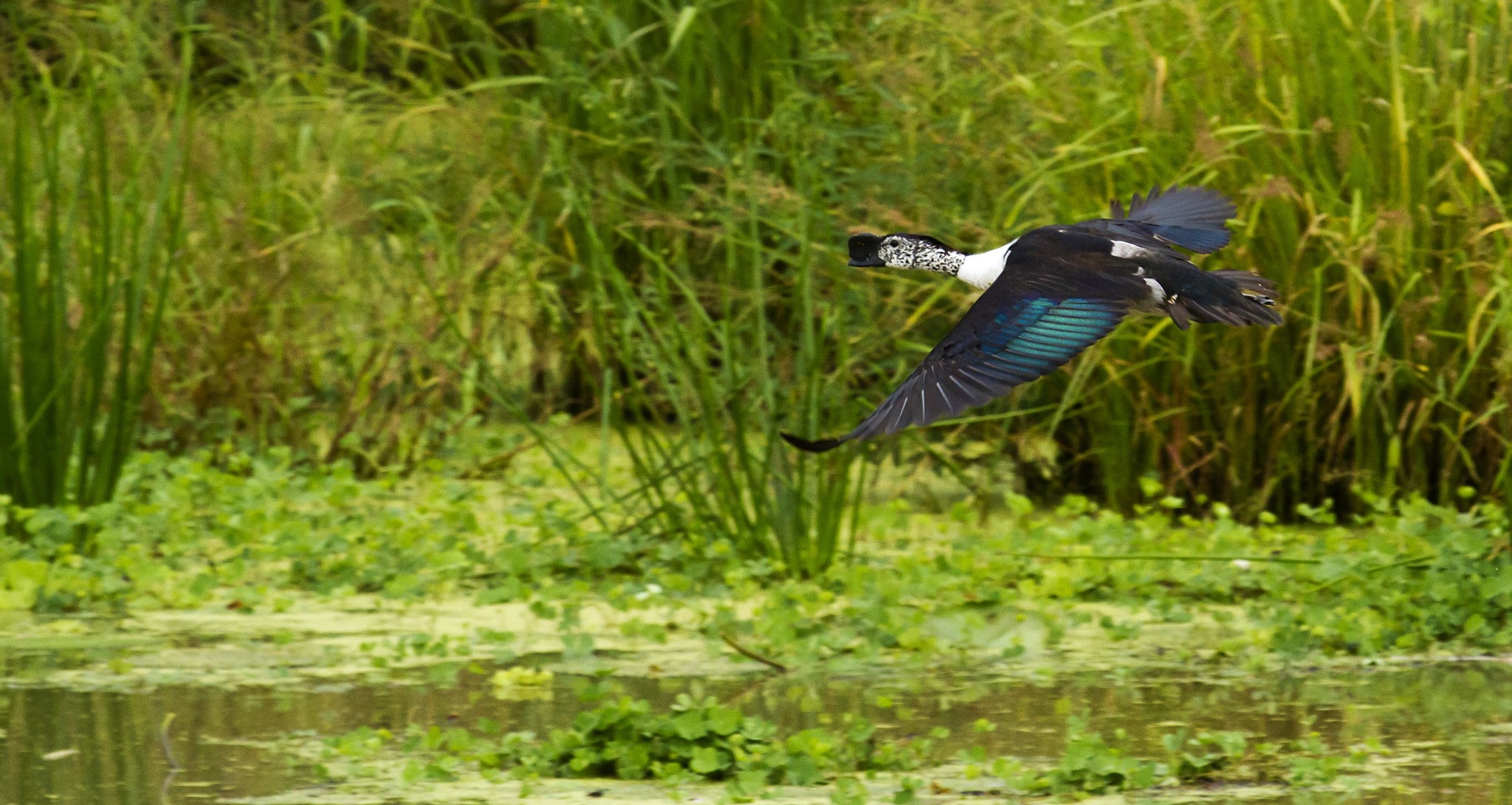 Knob-billed Duck