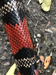 Lampropeltis abnorma