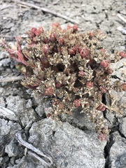 Mesembryanthemum nodiflorum