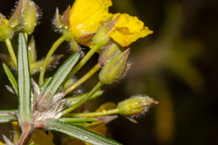 Hibbertia fasciculiflora