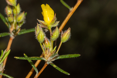 Hibbertia fasciculiflora