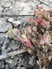 Mesembryanthemum nodiflorum