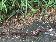 Lampropeltis abnorma