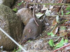 Rattus lutreola