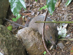Rattus lutreola