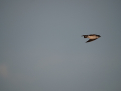 Tachycineta leucorrhoa