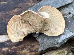 Crepidotus crocophyllus
